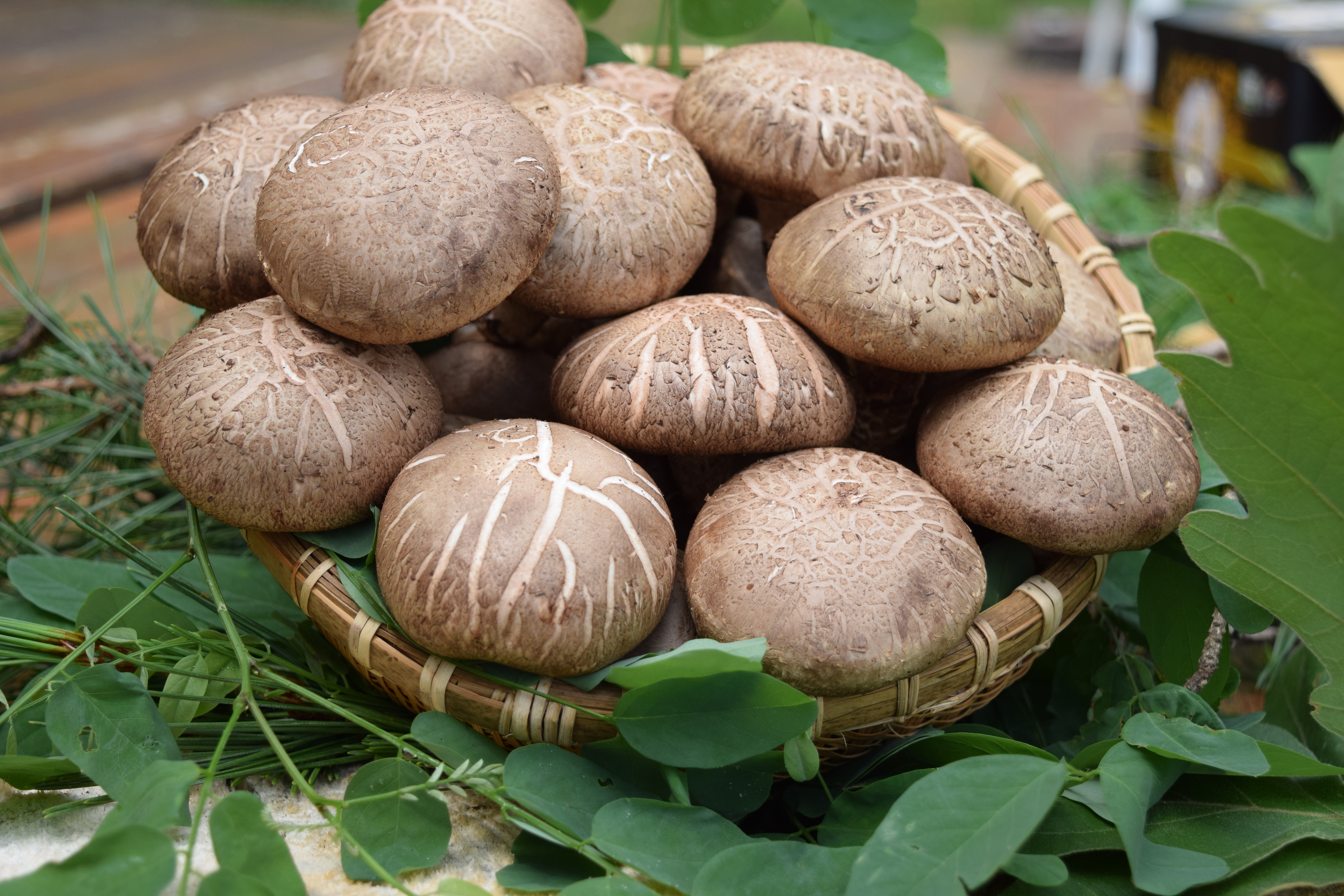 하눌愛 표고버섯 1kg(특,상,중)-품절-