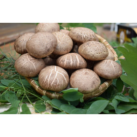 하눌愛 표고버섯 1kg(특,상,중)-품절-
